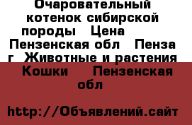 Очаровательный котенок сибирской породы › Цена ­ 200 - Пензенская обл., Пенза г. Животные и растения » Кошки   . Пензенская обл.